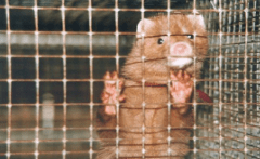 Screen Shot 2019-06-26 at 5.23.24 PM